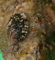 Concholepas concholepas