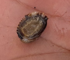 Concholepas concholepas