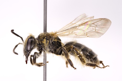 Azalea Mining Bee photo 3