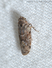 Catonia nava