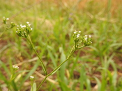 Valerianella dentata