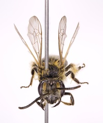 Andrena cornelli