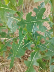Lactuca serriola