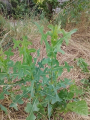 Lactuca serriola
