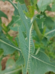 Lactuca serriola