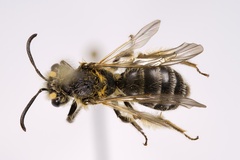 Andrena cornelli