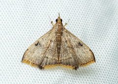 Clupeosoma