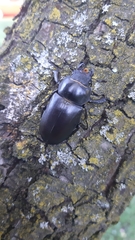 Lucanus cervus cervus