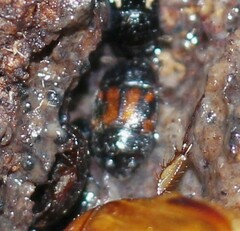 Colopterus maculatus