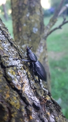 Lucanus cervus cervus
