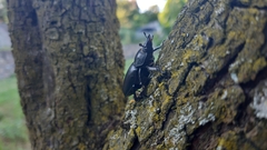 Lucanus cervus cervus