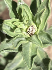 Zygogramma heterothecae