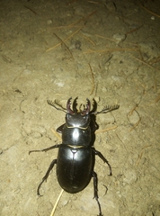 Lucanus ibericus