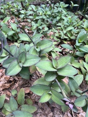 Tradescantia pallida