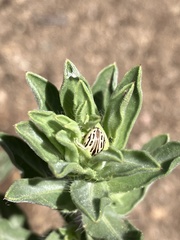 Zygogramma heterothecae