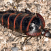 Black-and-red Striped Blister Beetles - Photo (c) Frank Carey, some rights reserved (CC BY-NC-SA)
