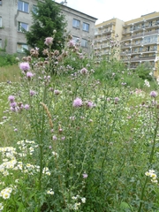 Cirsium arvense