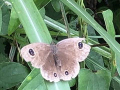 Ypthima multistriata