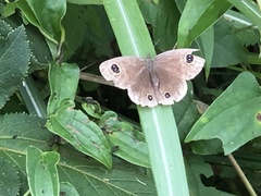 Ypthima multistriata