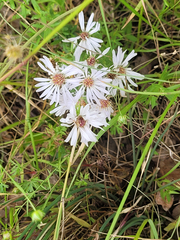 Symphyotrichum hallii
