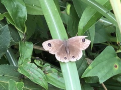 Ypthima multistriata