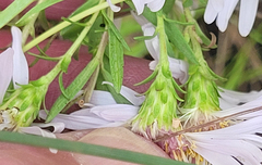 Symphyotrichum hallii