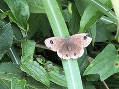 Ypthima multistriata