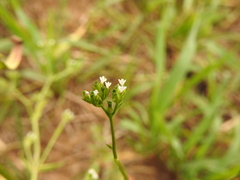 Valerianella dentata