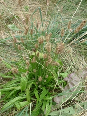 Plantago lanceolata