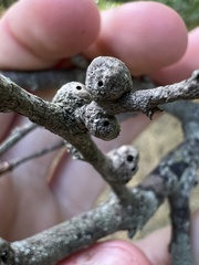 Pachypsylla celtidisgemma