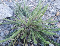 Oxytropis microphylla
