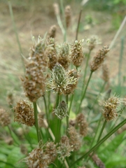 Plantago lanceolata