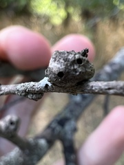 Pachypsylla celtidisgemma