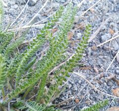 Oxytropis microphylla