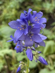 Polemonium caucasicum