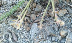 Oxytropis microphylla