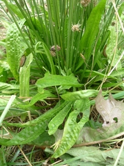 Plantago lanceolata
