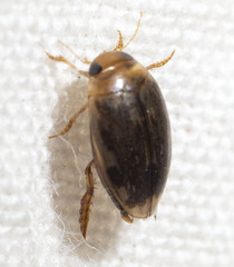 Laccophilus proximus
