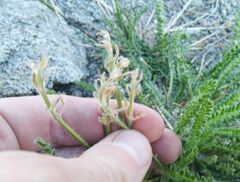 Oxytropis microphylla
