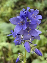 Polemonium caucasicum