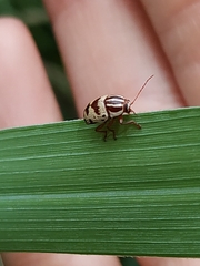 Cryptocephalus leucomelas