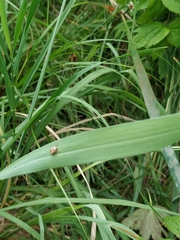 Cryptocephalus leucomelas