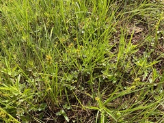 Stellulatae