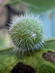 Celticecis pubescens