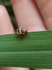 Cryptocephalus leucomelas