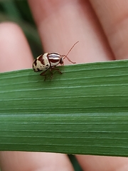Cryptocephalus leucomelas
