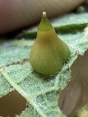 Celticecis spiniformis