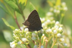 Satyrium caryaevorus
