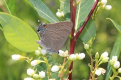 Satyrium caryaevorus