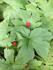 Hydrastis canadensis